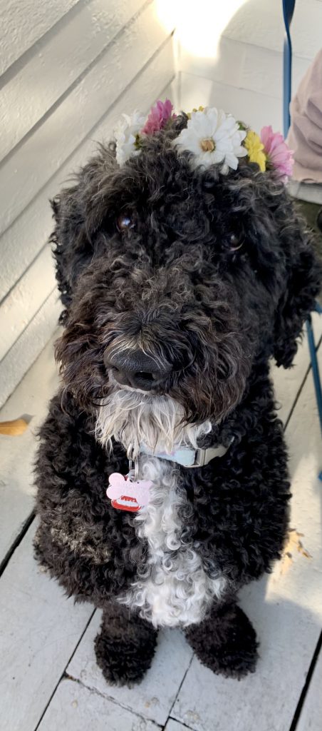 rosie the goldendoodle